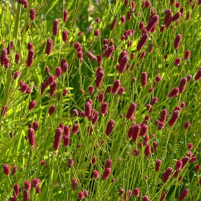 Sanguisorba 'Prim And Proper' – Vérfű