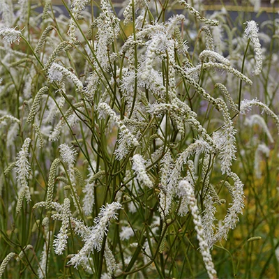 Sanguisorba tenufolia 'All Time High' – Vérfű