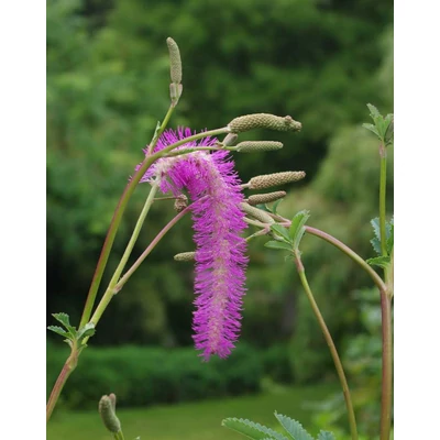 Sanguisorba hakusanensis 'Lilac Squirrel'
