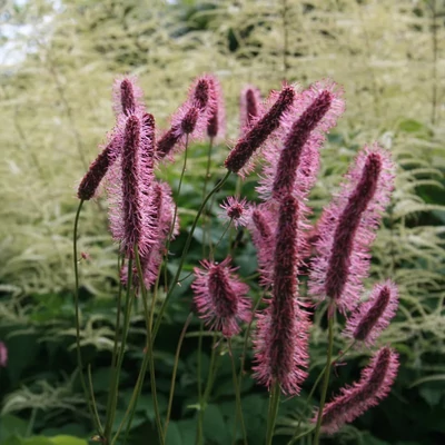 Sanguisorba menziesii 'Wake Up' – Vérfű