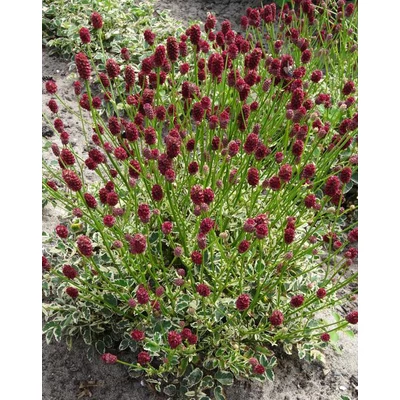 Sanguisorba minor 'Little Angel' – Kis vérfű (tarka lombú)