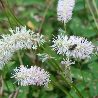 Sanguisorba obtusa 'Alba' (syn.: Sanguisorba obtusa var. albiflora, Sanguisorba albiflora, Sanguisorba magnifica 'Alba') - Japán vérfű, bozontos vérfű