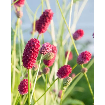 Sanguisorba officinalis 'Arnhem' – Őszi vérfű