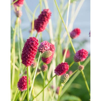 Sanguisorba officinalis 'Arnhem' – Őszi vérfű