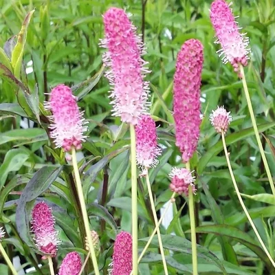 Sanguisorba officinalis 'Pink Tanna' – Őszi vérfű