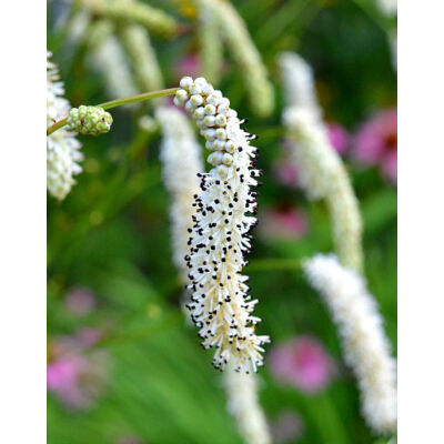 Sanguisorba tenuifolia 'Alba' – Fehér vérfű