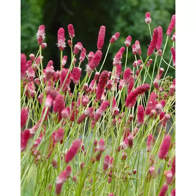 Sanguisorba tenuifolia 'Pink Elephant' – Vérfű