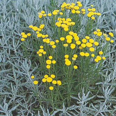 Santolina chamaecyparissus 'Santa' – Hamvas cipruska