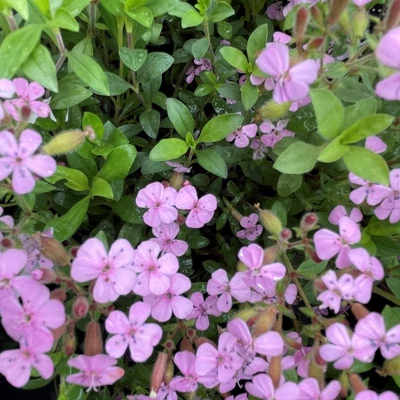Saponaria ocymoides 'Jabora' – Gyepes szappanfű