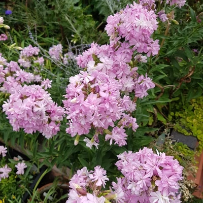 Saponaria officinalis 'Rosea Plena' – Orvosi szappanfű