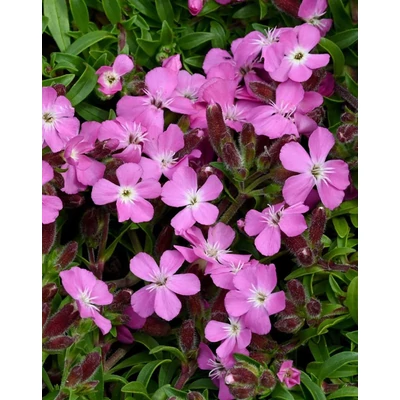 Saponaria olivana 'Bressingham' – Gyepes szappanfű