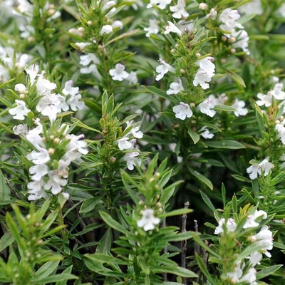 Satureja montana 'Aromakugel' – Borsikafű
