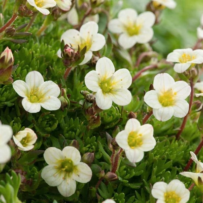 Saxifraga x arendsii 'Carpet White' – Mohalevelű kőtörőfű
