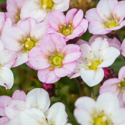Saxifraga x arendsii 'Ice Colours Appleblossom' – Mohalevelű kőtörőfű