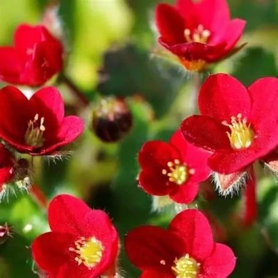 Saxifraga x arendsii 'Ice Colours Red' – Mohalevelű kőtörőfű