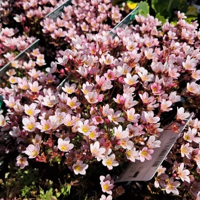 Saxifraga x arendsii 'Marto Apple Blossom' – Mohalevelű kőtörőfű