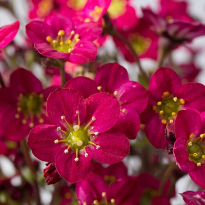Saxifraga x arendsii 'Marto Hot Rose' – Mohalevelű kőtörőfű