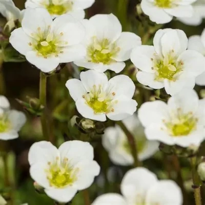 Saxifraga x arendsii 'Marto White' – Mohalevelű kőtörőfű