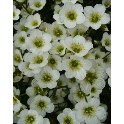 Saxifraga x arendsii 'Adebar' - Mohalevelű kőtörőfű