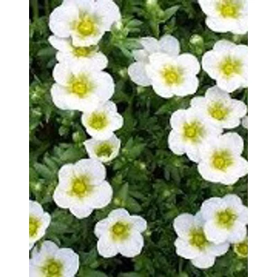 Saxifraga x arendsii 'Buttercream' – Mohalevelű kőtörőfű