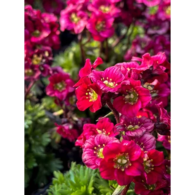 Saxifraga x arendsii 'Luschtinez' (Harder Zwerg) - Mohalevelű kőtörőfű