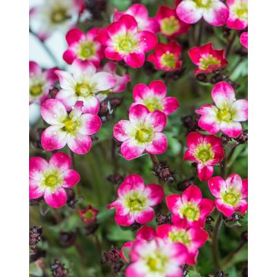 Saxifraga x arendsii 'Marto Picotee Red' – Kőtörőfű