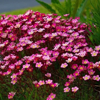 Saxifraga x arendsii 'Purpurteppich' – Mohalevelű kőtörőfű