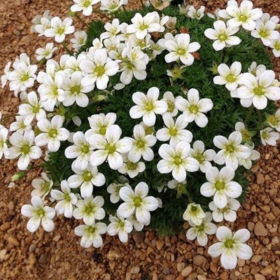 Saxifraga x arendsii 'Rockies F1 White' – Mohalevelű kőtörőfű