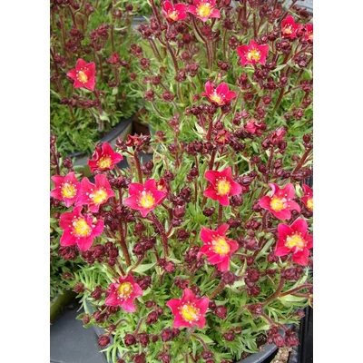 Saxifraga x arendsii 'Touran Deep Red' - Mohalevelű kőtörőfű