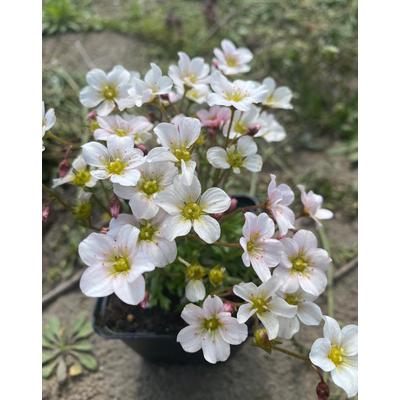Saxifraga arendsii 'Touran Rocklarwh' – Mohalevelű kőtörőfű