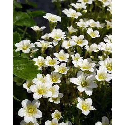 Saxifraga x arendsii 'Weisser Zwerg' – Mohalevelű kőtörőfű