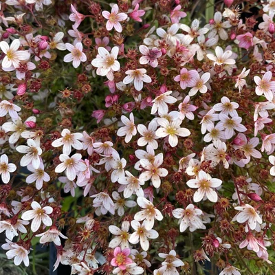 Saxifraga x arendsii 'Pixie Pan Appleblossom' – Mohalevelű kőtörőfű