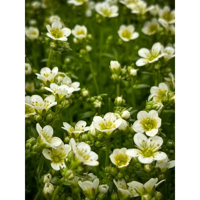 Saxifraga x arendsii 'Stansfieldii' - Mohalevelű kőtörőfű