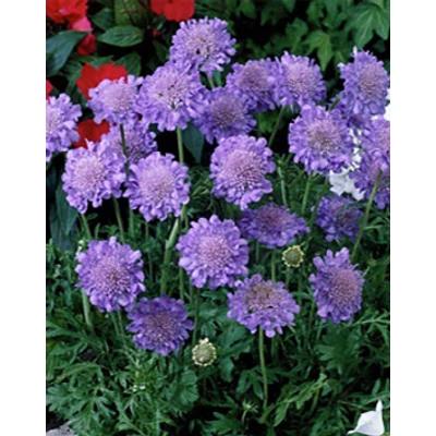 Scabiosa columbaria 'Butterfly Blue' – Ördögszem