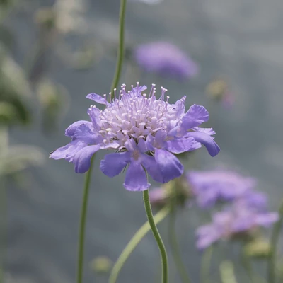Scabiosa columbaria 'Mariposa Blue' – Galambszínű ördögszem