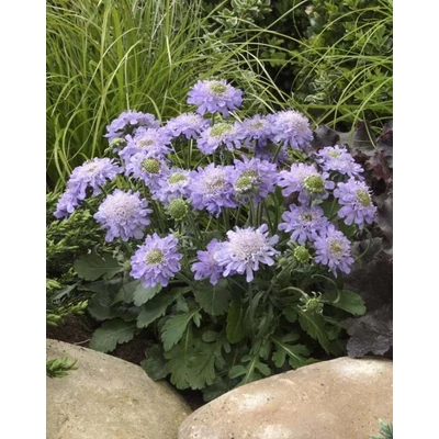 Scabiosa japonica 'Blue Diamonds' – Japán ördögszem