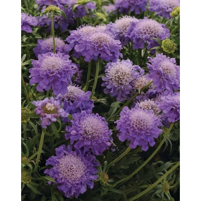 Scabiosa japonica 'Blue Note' – Japán ördögszem