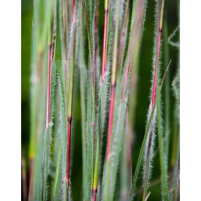 Schizachyrium scoparium 'Ha Ha Tonka' – Seprűs csomósperje