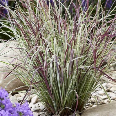 Schizachyrium scoparium 'Chameleon' – Seprűs csomósperje