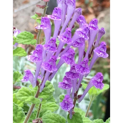 Scutellaria indica 'Parvifolia' – Indiai csukóka, Indiai sisakfű