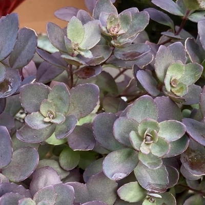 Sedum cauticola 'Plum Dazzled' – Varjúháj