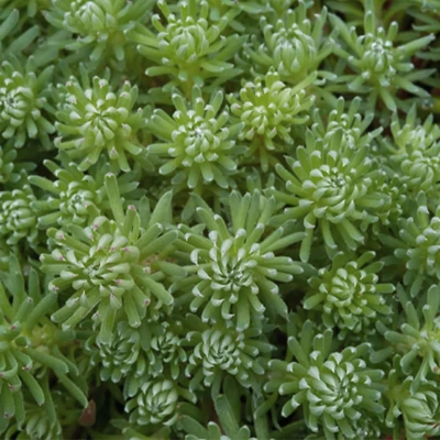 Sedum forsteriarum 'Oracle' – Varjúháj