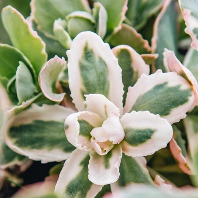 Sedum 'Pina Colada' – Varjúháj