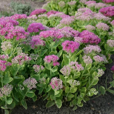 Sedum spectabile 'Carmen' – Pompás varjúháj