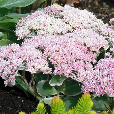 Sedum telephium 'La Vie En Rose' – Hegyi varjúháj