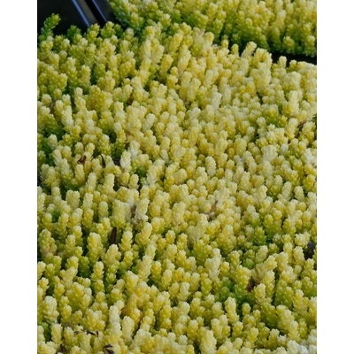 Sedum acre 'Yellow Queen' – Sárga varjúháj