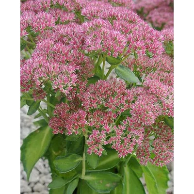 Sedum 'Autumn Delight' – Varjúháj