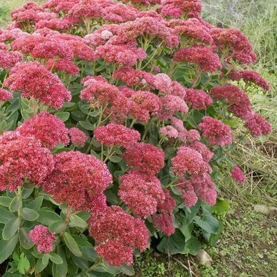 Sedum 'Autumn Fire' – Varjúháj