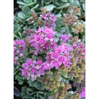Sedum cyaneum 'Sachalin' - Rózsáskék varjúháj