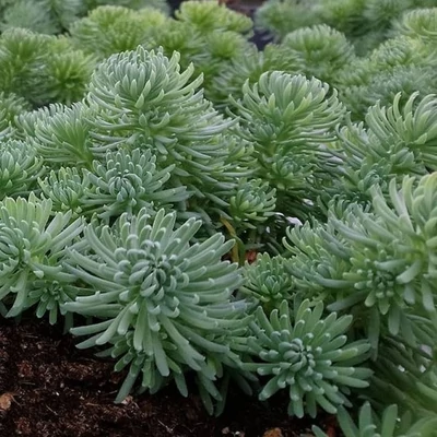 Sedum 'Green Ball' – Varjúháj